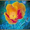 California poppy © 2010