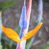 Bird of Paradise©2011