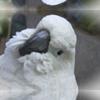 Cockatoo © 2011